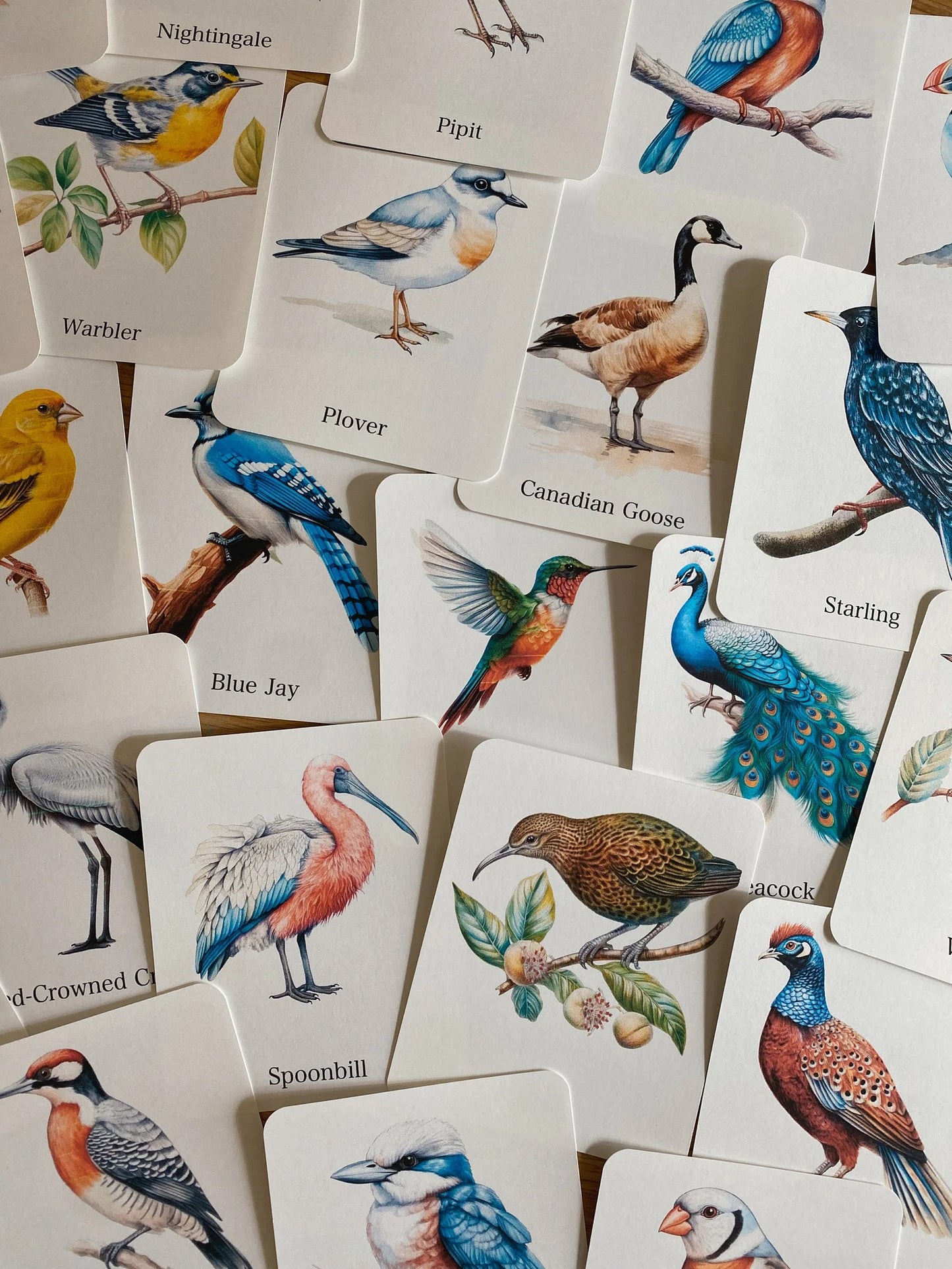 56 Bird Species Flashcards for Kids | Printable Bird Learning Cards