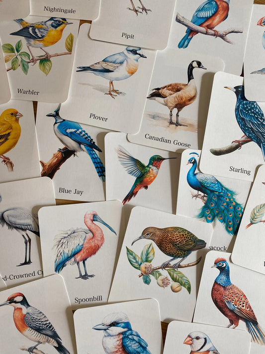 56 Bird Species Flashcards for Kids | Printable Bird Learning Cards