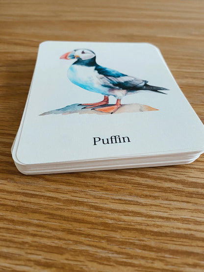 56 Bird Species Flashcards for Kids | Printable Bird Learning Cards