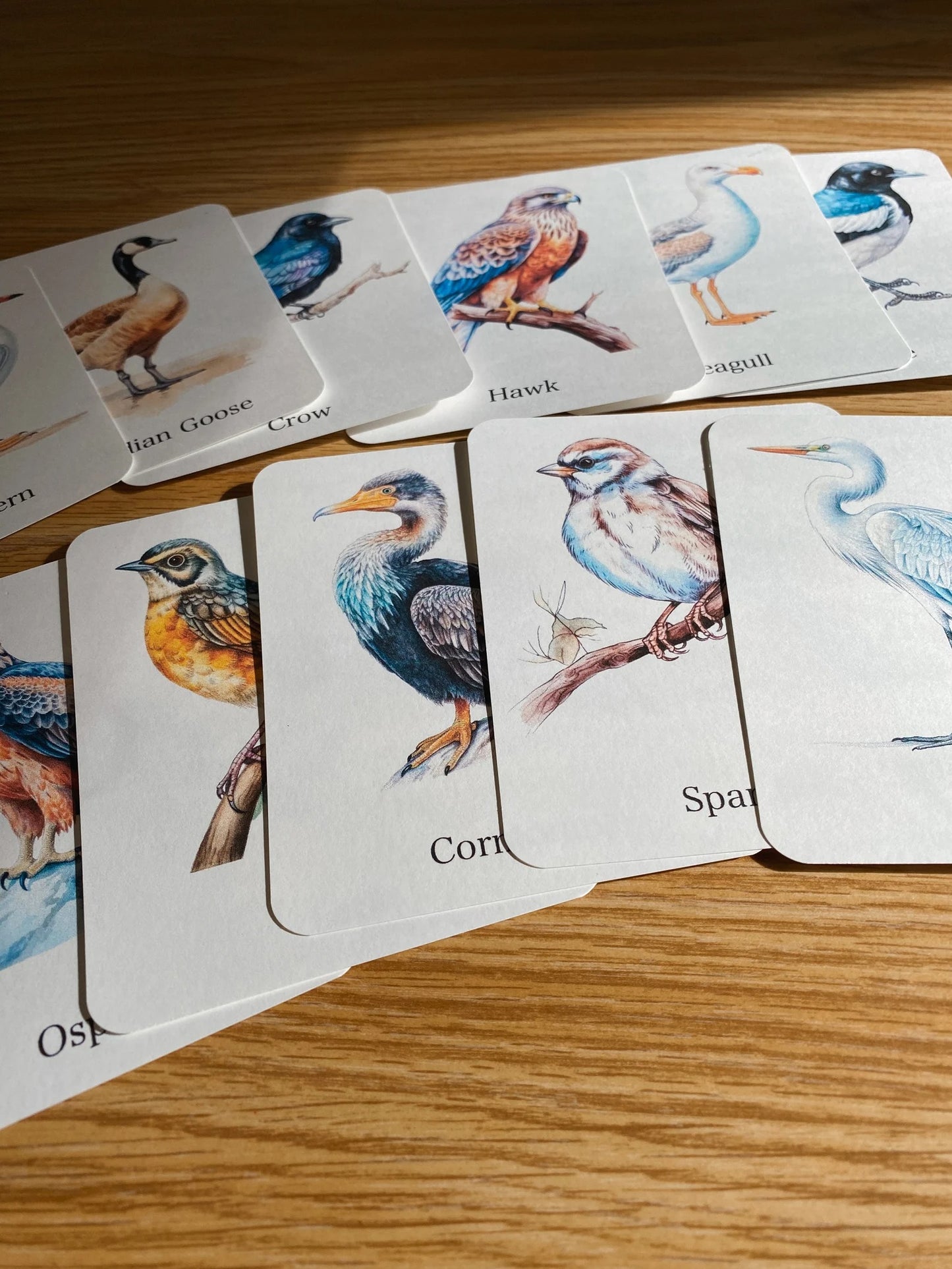 56 Bird Species Flashcards for Kids | Printable Bird Learning Cards