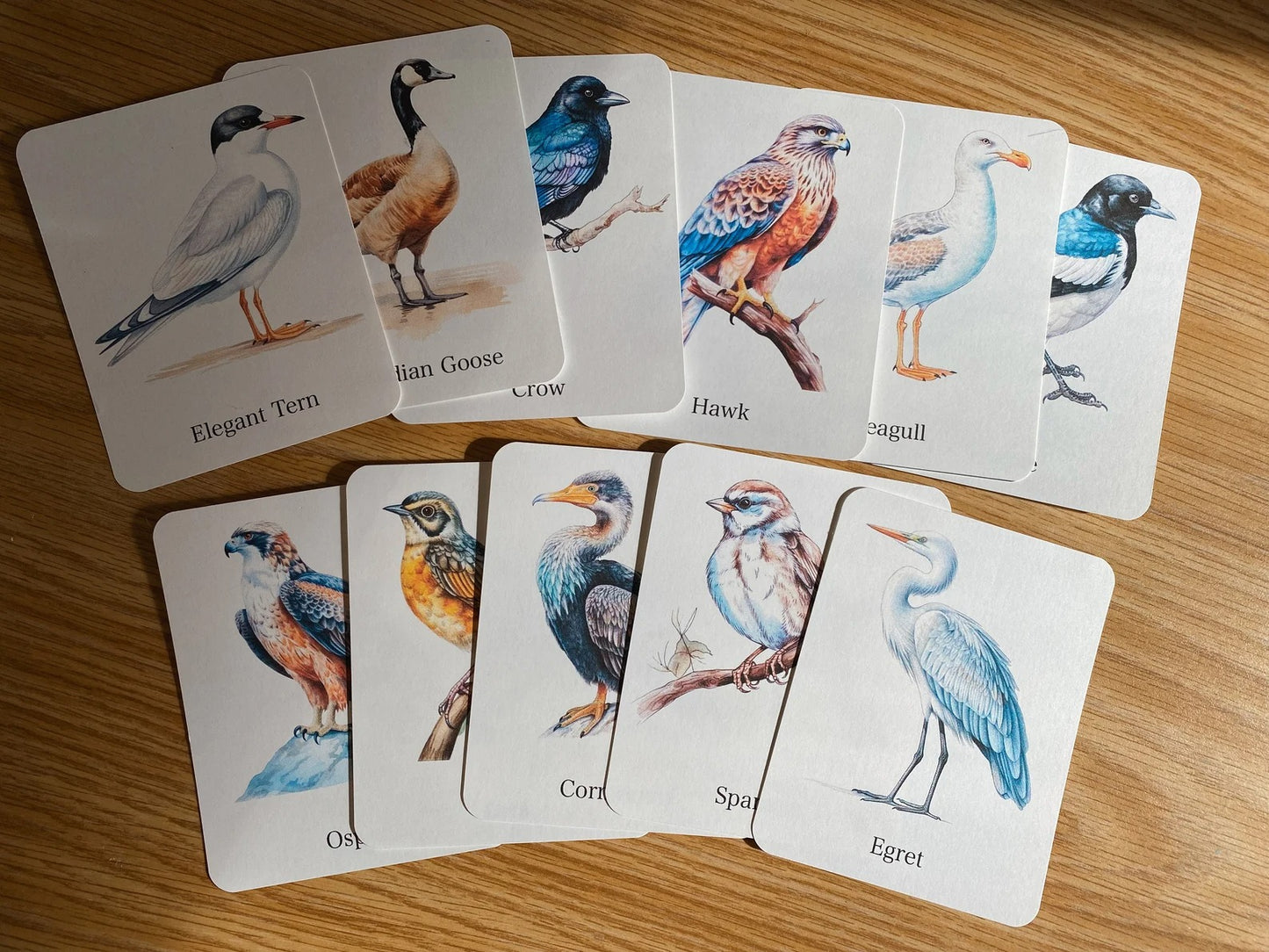 56 Bird Species Flashcards for Kids | Printable Bird Learning Cards