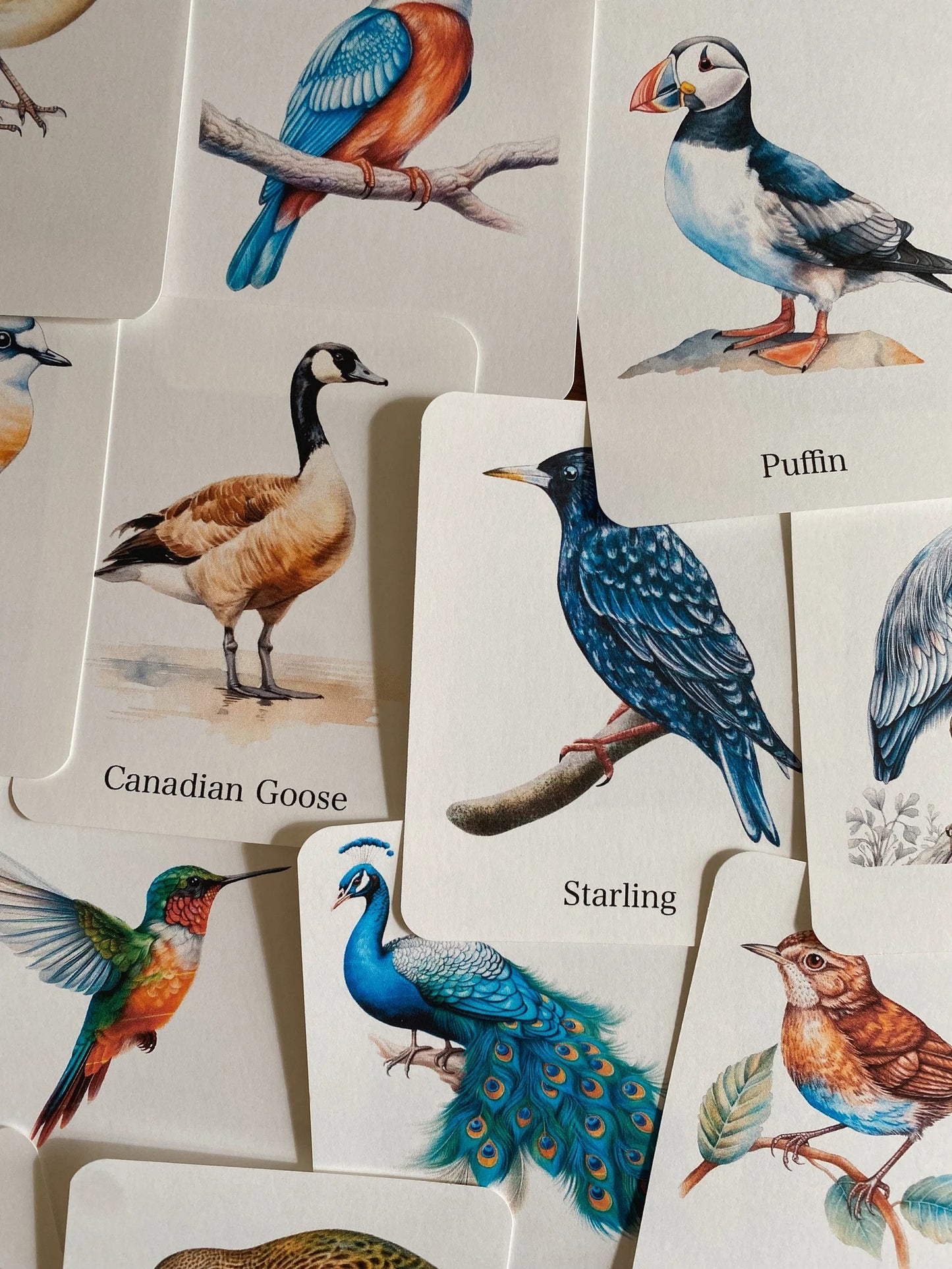 56 Bird Species Flashcards for Kids | Printable Bird Learning Cards