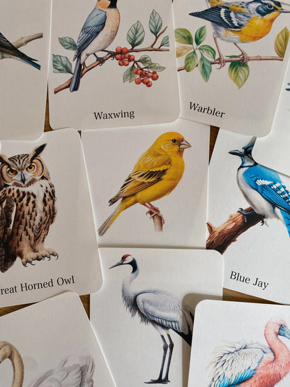56 Bird Species Flashcards for Kids | Printable Bird Learning Cards