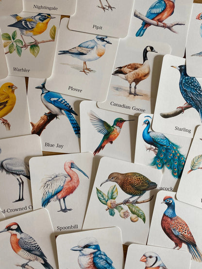 56 Bird Species Flashcards for Kids | Printable Bird Learning Cards