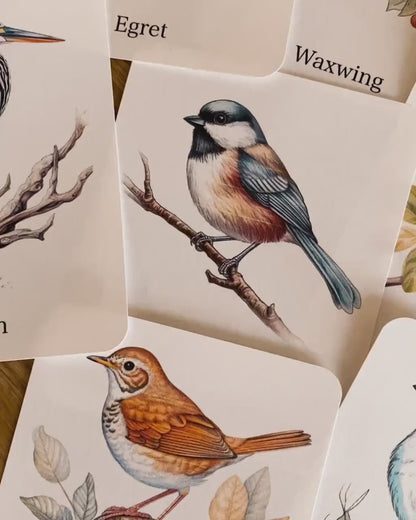 56 Bird Species Flashcards for Kids | Printable Bird Learning Cards